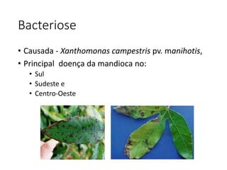 Bacteriose
• Causada - Xanthomonas campestris pv. manihotis,
• Principal doença da mandioca no:
• Sul
• Sudeste e
• Centro-Oeste
 