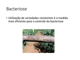 Bacteriose
• Utilização de variedades resistentes é a medida
mais eficiente para o controle da bacteriose
 