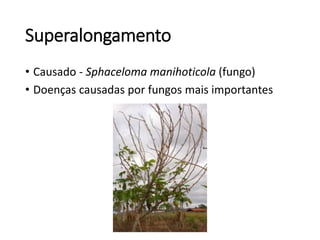 Superalongamento
• Causado - Sphaceloma manihoticola (fungo)
• Doenças causadas por fungos mais importantes
 