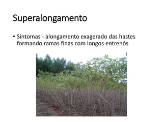Superalongamento
• Sintomas - alongamento exagerado das hastes
formando ramas finas com longos entrenós
 