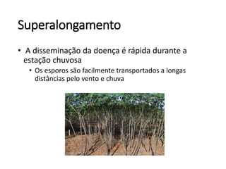 Superalongamento
• A disseminação da doença é rápida durante a
estação chuvosa
• Os esporos são facilmente transportados a longas
distâncias pelo vento e chuva
 