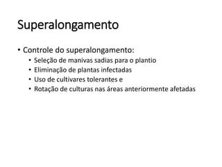Superalongamento
• Controle do superalongamento:
• Seleção de manivas sadias para o plantio
• Eliminação de plantas infectadas
• Uso de cultivares tolerantes e
• Rotação de culturas nas áreas anteriormente afetadas
 