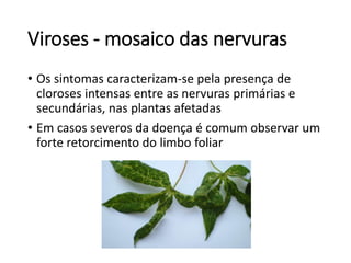 Viroses - mosaico das nervuras
• Os sintomas caracterizam-se pela presença de
cloroses intensas entre as nervuras primárias e
secundárias, nas plantas afetadas
• Em casos severos da doença é comum observar um
forte retorcimento do limbo foliar
 
