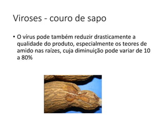 Viroses - couro de sapo
• O vírus pode também reduzir drasticamente a
qualidade do produto, especialmente os teores de
amido nas raízes, cuja diminuição pode variar de 10
a 80%
 