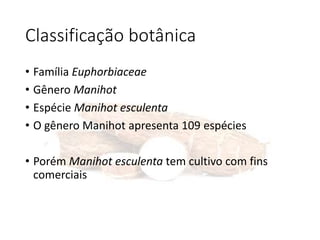 Classificação botânica
• Família Euphorbiaceae
• Gênero Manihot
• Espécie Manihot esculenta
• O gênero Manihot apresenta 109 espécies
• Porém Manihot esculenta tem cultivo com fins
comerciais
 