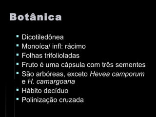 BotânicaBotânica
 DicotiledôneaDicotiledônea
 Monoíca/ infl: rácimoMonoíca/ infl: rácimo
 Folhas trifolioladasFolhas trifolioladas
 Fruto é uma cápsula com três sementesFruto é uma cápsula com três sementes
 São arbóreas, excetoSão arbóreas, exceto Hevea camporumHevea camporum
ee H. camargoanaH. camargoana
 Hábito decíduoHábito decíduo
 Polinização cruzadaPolinização cruzada
 