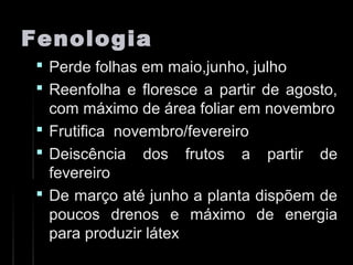 FenologiaFenologia
 Perde folhas em maio,junho, julhoPerde folhas em maio,junho, julho
 Reenfolha e floresce a partir de agosto,Reenfolha e floresce a partir de agosto,
com máximo de área foliar em novembrocom máximo de área foliar em novembro
 Frutifica novembro/fevereiroFrutifica novembro/fevereiro
 Deiscência dos frutos a partir deDeiscência dos frutos a partir de
fevereirofevereiro
 De março até junho a planta dispõem deDe março até junho a planta dispõem de
poucos drenos e máximo de energiapoucos drenos e máximo de energia
para produzir látexpara produzir látex
 