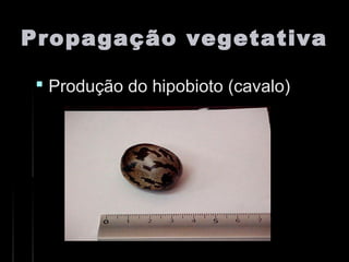 Propagação vegetativaPropagação vegetativa
 Produção do hipobioto (cavalo)Produção do hipobioto (cavalo)
 