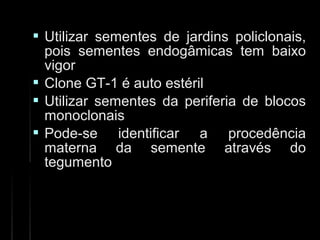  Utilizar sementes de jardins policlonais,Utilizar sementes de jardins policlonais,
pois sementes endogâmicas tem baixopois sementes endogâmicas tem baixo
vigorvigor
 Clone GT-1 é auto estérilClone GT-1 é auto estéril
 Utilizar sementes da periferia de blocosUtilizar sementes da periferia de blocos
monoclonaismonoclonais
 Pode-se identificar a procedênciaPode-se identificar a procedência
materna da semente através domaterna da semente através do
tegumentotegumento
 