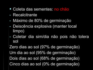  Coleta das sementes:Coleta das sementes: no chãono chão
- RecalcitranteRecalcitrante
- Máximo de 80% de germinaçãoMáximo de 80% de germinação
- Deiscência explosiva (manter localDeiscência explosiva (manter local
limpo)limpo)
- Coletar dia sim/dia não pois não toleraColetar dia sim/dia não pois não tolera
solsol
Zero dias ao sol (97% de germinação)Zero dias ao sol (97% de germinação)
Um dia ao sol (95% de germinação)Um dia ao sol (95% de germinação)
Dois dias ao sol (68% de germinação)Dois dias ao sol (68% de germinação)
Cinco dias ao sol (0% de germinação)Cinco dias ao sol (0% de germinação)
 