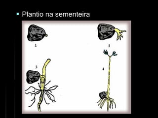  Plantio na sementeiraPlantio na sementeira
 