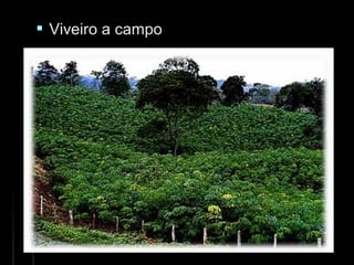  Viveiro a campoViveiro a campo
 