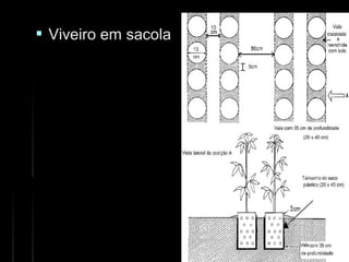  Viveiro em sacolaViveiro em sacola
 