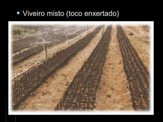  Viveiro misto (toco enxertado)Viveiro misto (toco enxertado)
 
