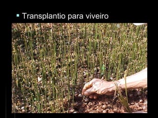  Transplantio para viveiroTransplantio para viveiro
 