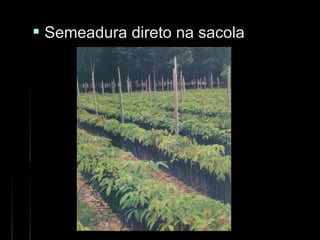  Semeadura direto na sacolaSemeadura direto na sacola
 