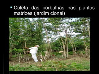  Coleta das borbulhas nas plantasColeta das borbulhas nas plantas
matrizes (jardim clonal)matrizes (jardim clonal)
 