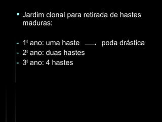  Jardim clonal para retirada de hastesJardim clonal para retirada de hastes
maduras:maduras:
- 1100
ano: uma haste poda drásticaano: uma haste poda drástica
- 2200
ano: duas hastesano: duas hastes
- 3300
ano: 4 hastesano: 4 hastes
 