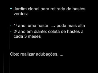  Jardim clonal para retirada de hastesJardim clonal para retirada de hastes
verdes:verdes:
- 1100
ano: uma haste poda mais altaano: uma haste poda mais alta
- 2200
ano em diante: coleta de hastes aano em diante: coleta de hastes a
cada 3 mesescada 3 meses
Obs: realizar adubações, ...Obs: realizar adubações, ...
 