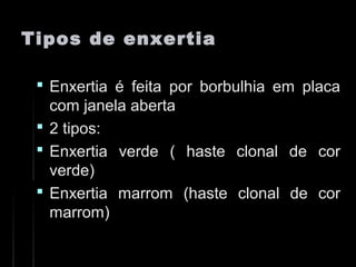 Tipos de enxertiaTipos de enxertia
 Enxertia é feita por borbulhia em placaEnxertia é feita por borbulhia em placa
com janela abertacom janela aberta
 2 tipos:2 tipos:
 Enxertia verde ( haste clonal de corEnxertia verde ( haste clonal de cor
verde)verde)
 Enxertia marrom (haste clonal de corEnxertia marrom (haste clonal de cor
marrom)marrom)
 