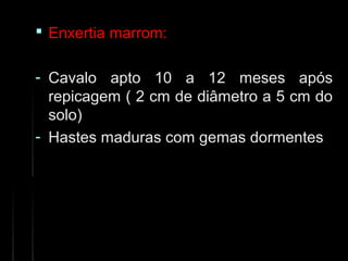  Enxertia marrom:Enxertia marrom:
- Cavalo apto 10 a 12 meses apósCavalo apto 10 a 12 meses após
repicagem ( 2 cm de diâmetro a 5 cm dorepicagem ( 2 cm de diâmetro a 5 cm do
solo)solo)
- Hastes maduras com gemas dormentesHastes maduras com gemas dormentes
 