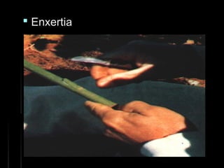  EnxertiaEnxertia
 
