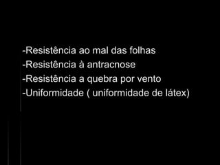-Resistência ao mal das folhas-Resistência ao mal das folhas
-Resistência à antracnose-Resistência à antracnose
-Resistência a quebra por vento-Resistência a quebra por vento
-Uniformidade ( uniformidade de látex)-Uniformidade ( uniformidade de látex)
 