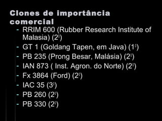 Clones de importânciaClones de importância
comercialcomercial
- RRIM 600 (Rubber Research Institute ofRRIM 600 (Rubber Research Institute of
Malasia) (2Malasia) (200
))
- GT 1 (Goldang Tapen, em Java) (1GT 1 (Goldang Tapen, em Java) (100
))
- PB 235 (Prong Besar, Malásia) (2PB 235 (Prong Besar, Malásia) (200
))
- IAN 873 ( Inst. Agron. do Norte) (2IAN 873 ( Inst. Agron. do Norte) (200
))
- Fx 3864 (Ford) (2Fx 3864 (Ford) (200
))
- IAC 35 (3IAC 35 (300
))
- PB 260 (2PB 260 (200
))
- PB 330 (2PB 330 (200
))
 