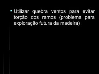  Utilizar quebra ventos para evitarUtilizar quebra ventos para evitar
torção dos ramos (problema paratorção dos ramos (problema para
exploração futura da madeira)exploração futura da madeira)
 