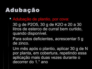AdubaçãoAdubação
 Adubação de plantio, por cova:Adubação de plantio, por cova:
30 g de P2O5, 30 g de K2O e 20 a 3030 g de P2O5, 30 g de K2O e 20 a 30
litros de esterco de curral bem curtido,litros de esterco de curral bem curtido,
quando disponível.quando disponível.
Para solos deficientes, acrescentar 5 gPara solos deficientes, acrescentar 5 g
de zinco.de zinco.
Um mês após o plantio, aplicar 30 g de NUm mês após o plantio, aplicar 30 g de N
por planta, em cobertura, repetindo essapor planta, em cobertura, repetindo essa
aplicação mais duas vezes durante oaplicação mais duas vezes durante o
decorrer do 1.° anodecorrer do 1.° ano
 