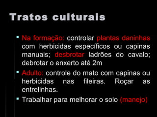 Tratos culturaisTratos culturais
 Na formação:Na formação: controlarcontrolar plantas daninhasplantas daninhas
com herbicidas específicos ou capinascom herbicidas específicos ou capinas
manuais;manuais; desbrotardesbrotar ladrões do cavalo;ladrões do cavalo;
debrotar o enxerto até 2mdebrotar o enxerto até 2m
 Adulto:Adulto: controle do mato com capinas oucontrole do mato com capinas ou
herbicidas nas fileiras. Roçar asherbicidas nas fileiras. Roçar as
entrelinhas.entrelinhas.
 Trabalhar para melhorar o soloTrabalhar para melhorar o solo (manejo)(manejo)
 