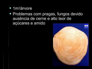 1m1m33
/árvore/árvore
 Problemas com pragas, fungos devidoProblemas com pragas, fungos devido
ausência de cerne e alto teor deausência de cerne e alto teor de
açúcares e amidoaçúcares e amido
 