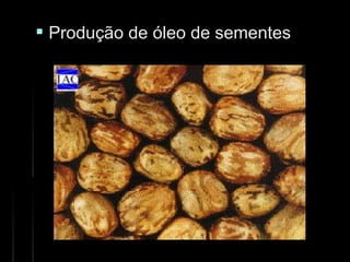  Produção de óleo de sementesProdução de óleo de sementes
 