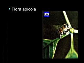  Flora apícolaFlora apícola
 
