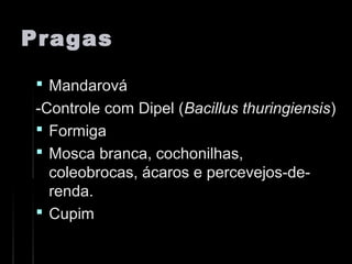 PragasPragas
 MandarováMandarová
-Controle com Dipel (-Controle com Dipel (Bacillus thuringiensisBacillus thuringiensis))
 FormigaFormiga
 Mosca branca, cochonilhas,Mosca branca, cochonilhas,
coleobrocas, ácaros e percevejos-de-coleobrocas, ácaros e percevejos-de-
renda.renda.
 CupimCupim
 