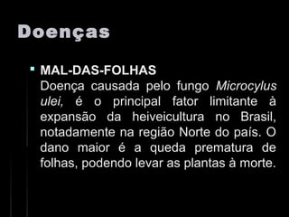 DoençasDoenças
 MAL-DAS-FOLHASMAL-DAS-FOLHAS
Doença causada pelo fungoDoença causada pelo fungo MicrocylusMicrocylus
ulei,ulei, é o principal fator limitante àé o principal fator limitante à
expansão da heiveicultura no Brasil,expansão da heiveicultura no Brasil,
notadamente na região Norte do país. Onotadamente na região Norte do país. O
dano maior é a queda prematura dedano maior é a queda prematura de
folhas, podendo levar as plantas à morte.folhas, podendo levar as plantas à morte.
 
