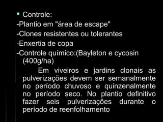  Controle:Controle:
-Plantio em "área de escape"-Plantio em "área de escape"
-Clones resistentes ou tolerantes-Clones resistentes ou tolerantes
-Enxertia de copa-Enxertia de copa
-Controle químico:(Bayleton e cycosin-Controle químico:(Bayleton e cycosin
(400g/ha)(400g/ha)
Em viveiros e jardins clonais asEm viveiros e jardins clonais as
pulverizações devem ser semanalmentepulverizações devem ser semanalmente
no período chuvoso e quinzenalmenteno período chuvoso e quinzenalmente
no período seco. No plantio definitivono período seco. No plantio definitivo
fazer seis pulverizações durante ofazer seis pulverizações durante o
período de reenfolhamentoperíodo de reenfolhamento
 
