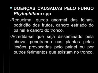  DOENÇAS CAUSADAS PELO FUNGODOENÇAS CAUSADAS PELO FUNGO
PhytophthoraPhytophthora sppspp
--Requeima, queda anormal das folhas,Requeima, queda anormal das folhas,
podridão dos frutos, cancro estriado dopodridão dos frutos, cancro estriado do
painel e cancro do tronco.painel e cancro do tronco.
-Acredita-se que seja disseminado pela-Acredita-se que seja disseminado pela
chuva, penetrando nas plantas pelaschuva, penetrando nas plantas pelas
lesões provocadas pelo painel ou porlesões provocadas pelo painel ou por
outros ferimentos que existam no tronco.outros ferimentos que existam no tronco.
 