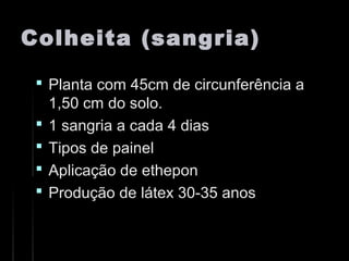 Colheita (sangria)Colheita (sangria)
 Planta com 45cm de circunferência aPlanta com 45cm de circunferência a
1,50 cm do solo.1,50 cm do solo.
 1 sangria a cada 4 dias1 sangria a cada 4 dias
 Tipos de painelTipos de painel
 Aplicação de etheponAplicação de ethepon
 Produção de látex 30-35 anosProdução de látex 30-35 anos
 