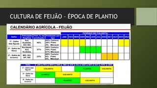 CULTURA DE FEIJÃO – ÉPOCA DE PLANTIO
 