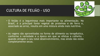 CULTURA DE FEIJÃO - USO
• O feijão é a leguminosa mais importante na alimentação. No
Brasil, é a principal fonte vegetal de proteínas e de ferro e,
associado ao arroz, resulta em uma mistura ainda mais nutritiva.
• As vagens são aproveitadas na forma de alimento ou terapêutica,
conforme a variedade e a época em que se efetua a colheita -
quando atingem o seu total desenvolvimento, mas ainda não estão
completamente secas.
 