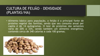 CULTURA DE FEIJÃO – DENSIDADE
(PLANTAS/HA)
• Alimento básico para população, o feijão é a principal fonte de
proteína vegetal das famílias, sendo que seu consumo anual per
capita é de 14 quilogramas. O teor de proteínas das sementes
varia de 20% a 33%, sendo também um alimento energético,
contendo cerca de 340 calorias a cada 100 gramas.
 
