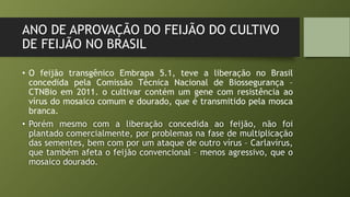 ANO DE APROVAÇÃO DO FEIJÃO DO CULTIVO
DE FEIJÃO NO BRASIL
• O feijão transgênico Embrapa 5.1, teve a liberação no Brasil
concedida pela Comissão Técnica Nacional de Biossegurança –
CTNBio em 2011. o cultivar contém um gene com resistência ao
vírus do mosaico comum e dourado, que é transmitido pela mosca
branca.
• Porém mesmo com a liberação concedida ao feijão, não foi
plantado comercialmente, por problemas na fase de multiplicação
das sementes, bem com por um ataque de outro vírus – Carlavírus,
que também afeta o feijão convencional – menos agressivo, que o
mosaico dourado.
 