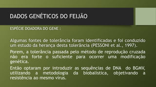 DADOS GENÉTICOS DO FEIJÃO
ESPÉCIE DOADORA DO GENE :
Algumas fontes de tolerância foram identificadas e foi conduzido
um estudo da herança desta tolerância (PESSONI et al., 1997).
Porem, a tolerância passada pelo método de reprodução cruzada
não era forte o suficiente para ocorrer uma modificação
genética.
Então optaram por introduzir as sequências de DNA do BGMV,
utilizando a metodologia da biobalística, objetivando a
resistência ao mesmo vírus.
 