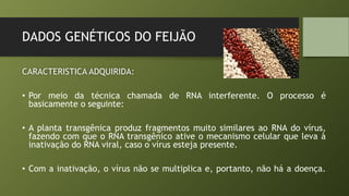 DADOS GENÉTICOS DO FEIJÃO
CARACTERISTICA ADQUIRIDA:
• Por meio da técnica chamada de RNA interferente. O processo é
basicamente o seguinte:
• A planta transgênica produz fragmentos muito similares ao RNA do vírus,
fazendo com que o RNA transgênico ative o mecanismo celular que leva à
inativação do RNA viral, caso o vírus esteja presente.
• Com a inativação, o vírus não se multiplica e, portanto, não há a doença.
 