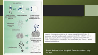 Fonte: Revista Biotecnologia & Desenvolvimento, pág:
49 à 51
 