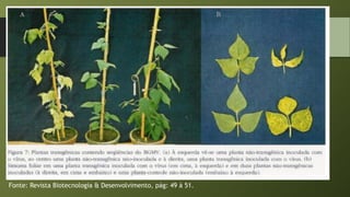 Fonte: Revista Biotecnologia & Desenvolvimento, pág: 49 à 51.
 