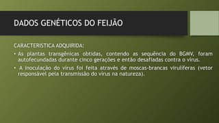 DADOS GENÉTICOS DO FEIJÃO
CARACTERISTICA ADQUIRIDA:
• As plantas transgênicas obtidas, contendo as sequência do BGMV, foram
autofecundadas durante cinco gerações e então desafiadas contra o vírus.
• A inoculação do vírus foi feita através de moscas-brancas virulíferas (vetor
responsável pela transmissão do vírus na natureza).
 
