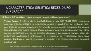 A CARACTERÍSTICA GENÉTICA RECEBIDA FOI
SUPERADA?
Bolsinha Informativos: Hoje, em que pé que estão as pesquisas?
• Thiago Souza: A cultivar de feijão RMD desenvolvida (BRS FC401 RMD) representa
uma inovação tecnológica de alto impacto para os produtores de feijão no país,
pois trata-se de uma importante ferramenta para o manejo integrado das viroses
transmitidas pela mosca branca. Possui grãos carioca com padrão comercial, ciclo
normal, resistência efetiva ao mosaico dourado e ao mosaico comum, além de
resistência moderada à antracnose, à ferrugem e ao crestamento bacteriano
comum. Contudo, é suscetível à mancha angular e ao mosqueado suave do caupi
(carlavírus).
Site: Bolsinha Informativos. Publicado em: 4/4/2016, por Jaqueline Barbosa.
http://www.bolsinha.com.br/br/NoticiaMostra.asp?CodTexto=2518&Restrito=0&CodDestino=1
 