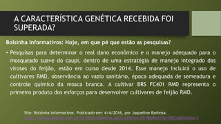 A CARACTERÍSTICA GENÉTICA RECEBIDA FOI
SUPERADA?
Bolsinha Informativos: Hoje, em que pé que estão as pesquisas?
• Pesquisas para determinar o real dano econômico e o manejo adequado para o
mosqueado suave do caupi, dentro de uma estratégia de manejo integrado das
viroses do feijão, estão em curso desde 2014. Esse manejo incluirá o uso de
cultivares RMD, observância ao vazio sanitário, época adequada de semeadura e
controle químico da mosca branca. A cultivar BRS FC401 RMD representa o
primeiro produto dos esforços para desenvolver cultivares de feijão RMD.
Site: Bolsinha Informativos. Publicado em: 4/4/2016, por Jaqueline Barbosa.
http://www.bolsinha.com.br/br/NoticiaMostra.asp?CodTexto=2518&Restrito=0&CodDestino=1
 